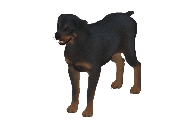 Rottweiler B model preview