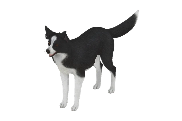 Border Collie A