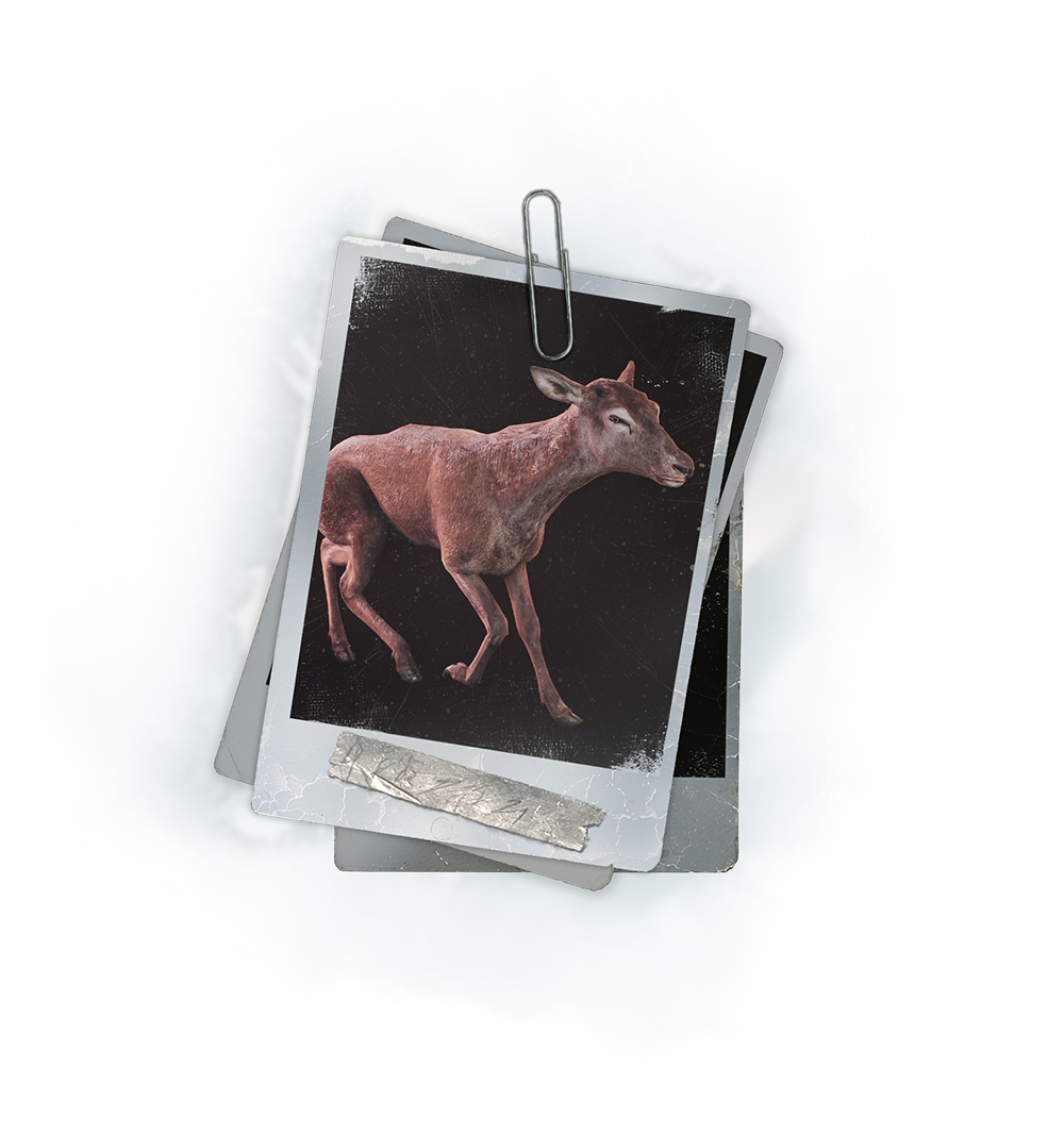 Red Deer