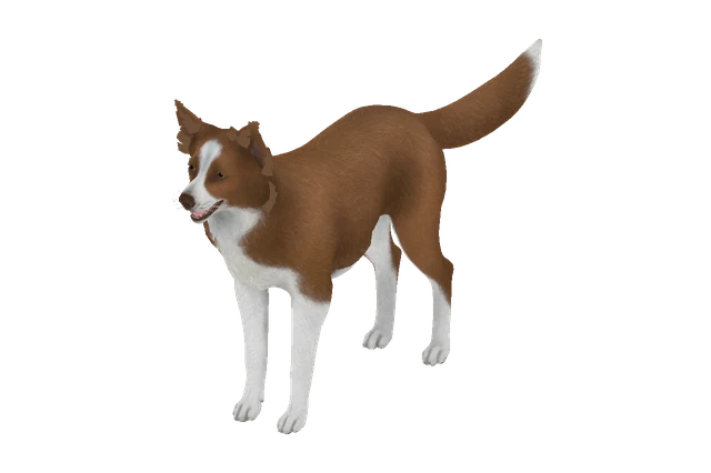 Border Collie B