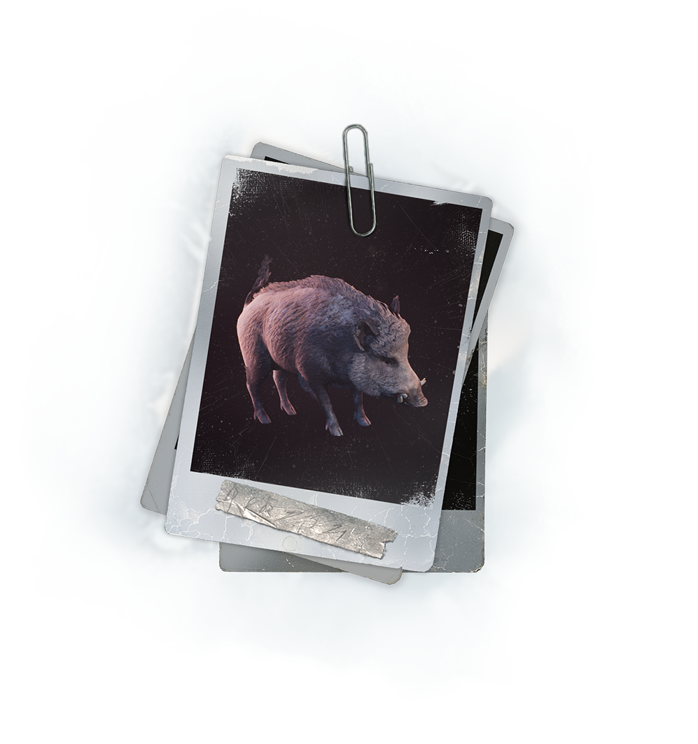 Boar