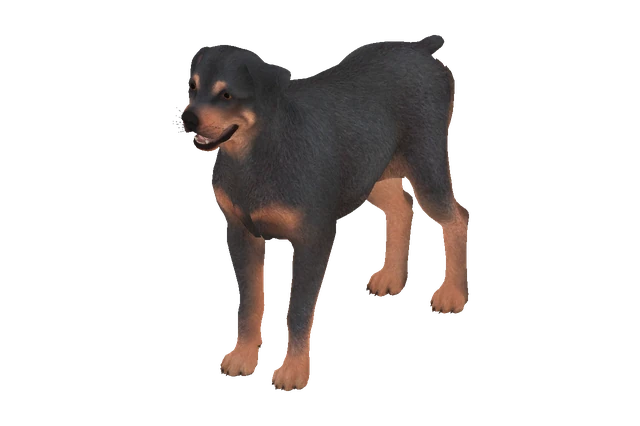 Rottweiler C model preview