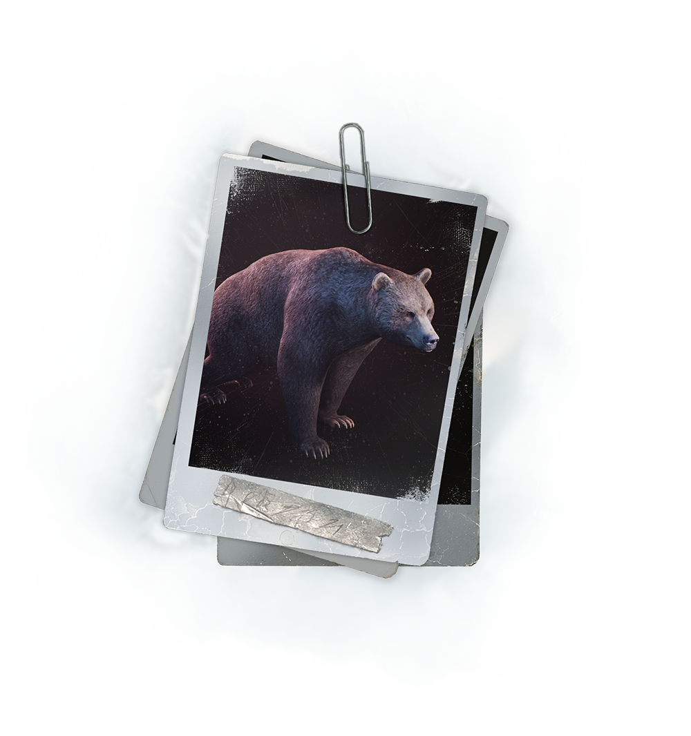 Bear
