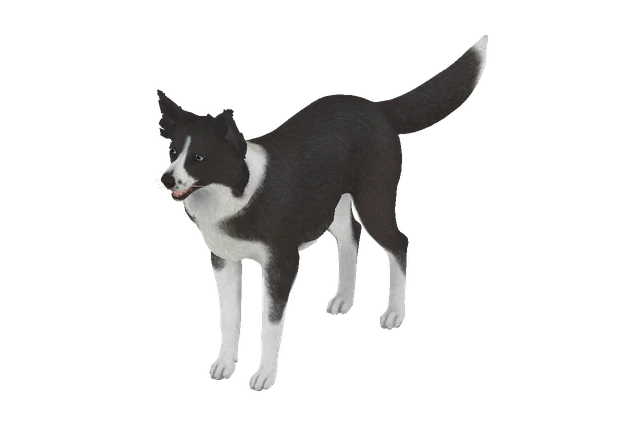 Border Collie C