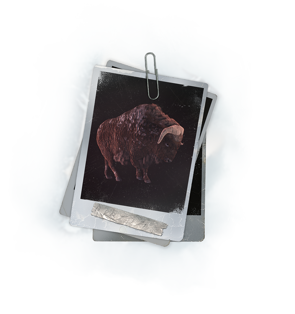 Muskox