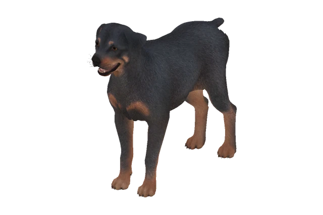 Rottweiler A model preview